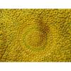 Tuscan ND Dolfi 26” Sunflower Wall Art - Image 2