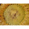 Tuscan ND Dolfi 26” Sunflower Wall Art - Image 5